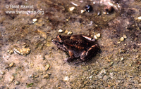 : Discoglossus pictus; Painted Frog