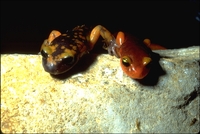 : Ensatina eschscholtzii