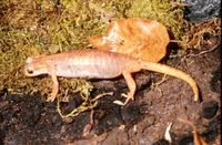 : Lyciasalamandra luschani basoglui; Lycian Salamander