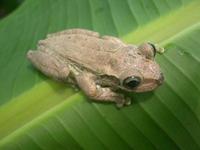 : Osteopilus dominicensis; Dominican Tree Frog