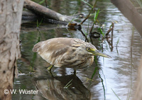 : Ardeola ralloides; Squacco Heron