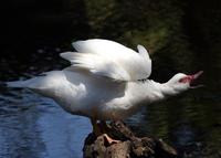 : Cairina moschata; Muscovy Duck