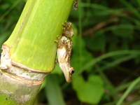 : Scinax funereus