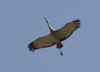 : Grus canadensis; Sandhill Crane