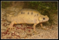 : Triturus carnifex