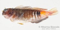 : Cirripectes quagga