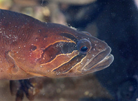 : Xiphister atropurpureus; Black Prickleback