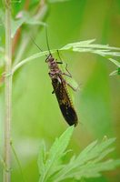 : Allonarcys sachalina; Stonefly