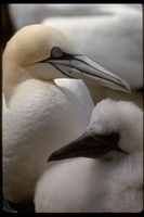 : Sula bassana; Northern Gannet