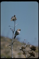 : Zenaida asiatica; White-winged Dove