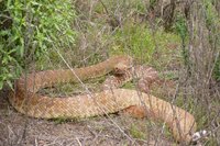 : Crotalus exsul (ruber); Red-diamond Rattlesnake