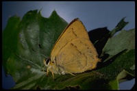 : Habrodais grunus; Boisduval's Hairstreak