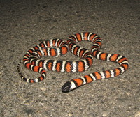 : Lampropeltis zonata parviruba; San Bernardino Mountain Kingsnake