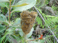 : Malacosoma californicum; Western Tent Caterpillar