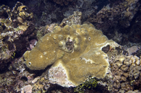 : Acropora palmerae
