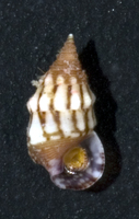 : Cerithium