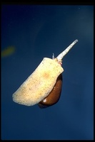 : Conus californicus; California Cone
