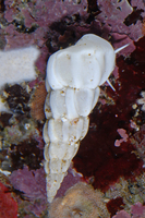 : Opalia borealis; Boreal Wentletrap
