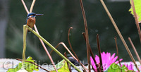 common kingfisher