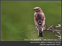 Oenanthe isabellina Isabelline Wheatear 沙(即鳥) 083-012