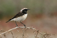 Pied Wheatear