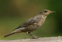 Blue Rock-thrush female 籃磯鶫