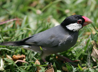 Java Sparrow