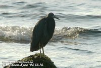 Fig. 1. Pacific Reef Heron : 흑로