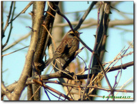 멧종다리 Siberian Accentor