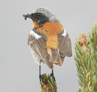 Eversmann's Redstart