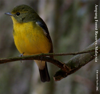 Green-backed Flycatcher - Ficedula narcissina elisae