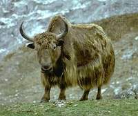 야크 Bos mutus Yaks