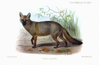 Joseph Smit Canis sladeni