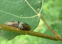 Centrotus cornutus