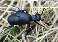 Meloe proscarabaeus - Black Oil Beetle