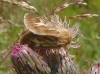 Cerapteryx graminis - Antler moth