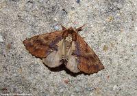 Ptilodon capucina - Coxcomb Prominent