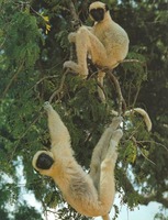 photograph of sifakas