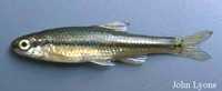 Notropis anogenus, Pugnose shiner: