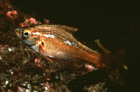 Brachyistius frenatus, Kelp perch: aquarium