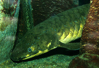 Neoceratodus forsteri, Australian lungfish: fisheries