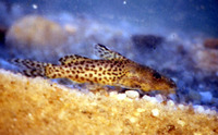 Synodontis nebulosus, Cloudy squeaker: fisheries