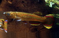 Aphyosemion primigenium, : aquarium