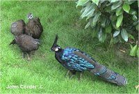 Palawan Peacock-Pheasant Polyplectron emphanum