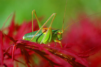 Barbitistes serricauda
