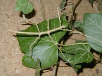 Medauroidea extradentata