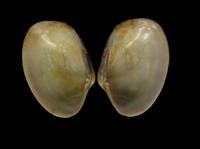 Tapes decussatus