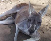 Image of: Macropus rufus (red kangaroo)