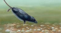 Image of: Sorex palustris (water shrew)