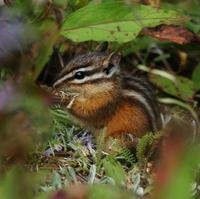 Image of: Tamias minimus (least chipmunk)